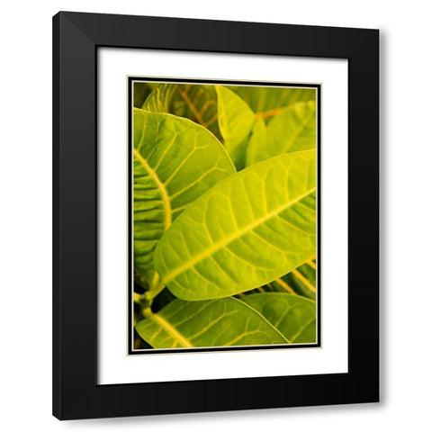 Green Leaves I Black Modern Wood Framed Art Print with Double Matting by Millet, Karyn
