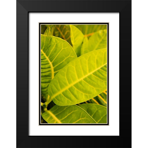 Green Leaves I Black Modern Wood Framed Art Print with Double Matting by Millet, Karyn