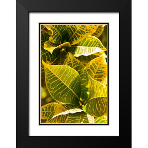 Green Leaves II Black Modern Wood Framed Art Print with Double Matting by Millet, Karyn