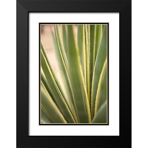 Succulent Garden I Black Modern Wood Framed Art Print with Double Matting by Millet, Karyn