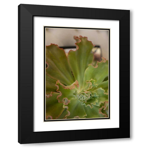 Succulent Garden II Black Modern Wood Framed Art Print with Double Matting by Millet, Karyn