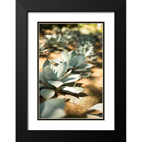 Succulent Garden III Black Modern Wood Framed Art Print with Double Matting by Millet, Karyn