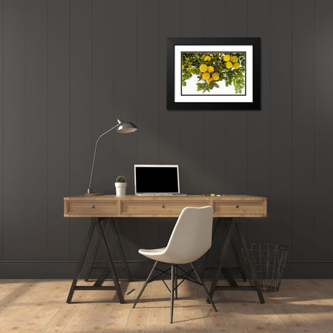 Lemon Grove I Black Modern Wood Framed Art Print with Double Matting by Millet, Karyn