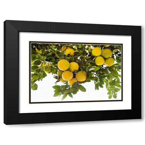 Lemon Grove I Black Modern Wood Framed Art Print with Double Matting by Millet, Karyn