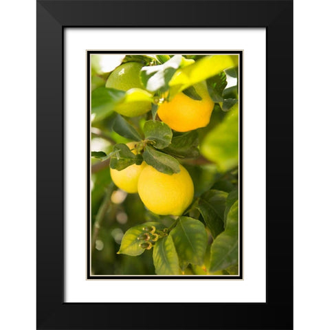Lemon Grove II Black Modern Wood Framed Art Print with Double Matting by Millet, Karyn