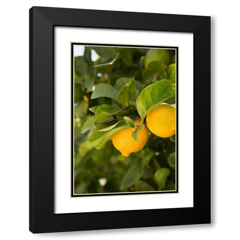 Lemon Grove III Black Modern Wood Framed Art Print with Double Matting by Millet, Karyn