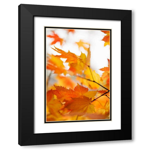 Colors of Fall I Black Modern Wood Framed Art Print with Double Matting by Millet, Karyn