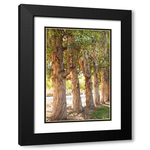 Eucalyptus Trees Black Modern Wood Framed Art Print with Double Matting by Millet, Karyn