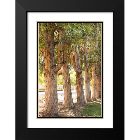 Eucalyptus Trees Black Modern Wood Framed Art Print with Double Matting by Millet, Karyn