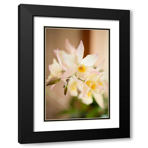 White and Yellow Bursting Flower Black Modern Wood Framed Art Print with Double Matting by Millet, Karyn