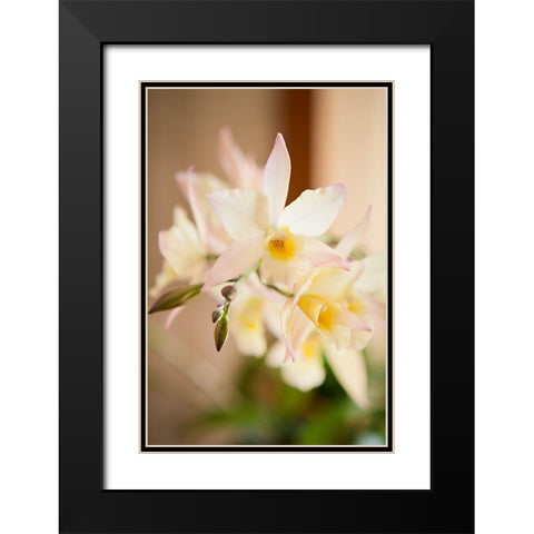 White and Yellow Bursting Flower Black Modern Wood Framed Art Print with Double Matting by Millet, Karyn