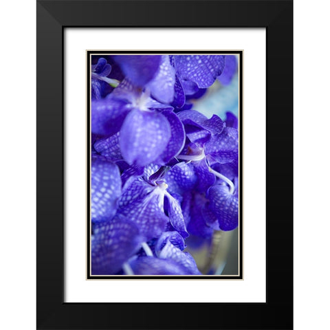 Vibrant Perwinkle Floral II Black Modern Wood Framed Art Print with Double Matting by Millet, Karyn