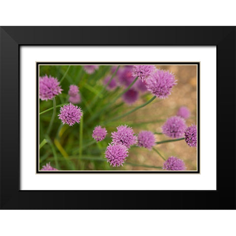 Purple Flower Ball I Black Modern Wood Framed Art Print with Double Matting by Millet, Karyn