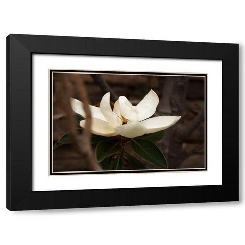 Lone Magnolia Black Modern Wood Framed Art Print with Double Matting by Millet, Karyn