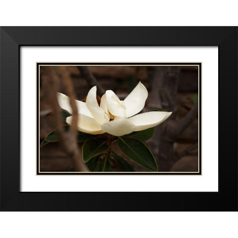 Lone Magnolia Black Modern Wood Framed Art Print with Double Matting by Millet, Karyn