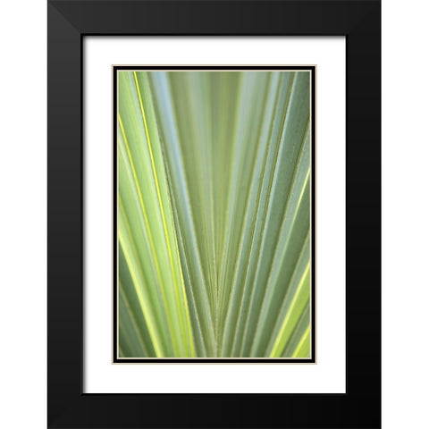 Tropical Leaf Close-Up II Black Modern Wood Framed Art Print with Double Matting by Millet, Karyn