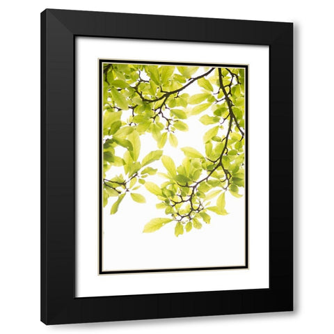 Sunlit Tropical Silhouette II Black Modern Wood Framed Art Print with Double Matting by Millet, Karyn