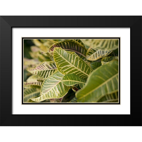 Leaf Scribble Black Modern Wood Framed Art Print with Double Matting by Millet, Karyn