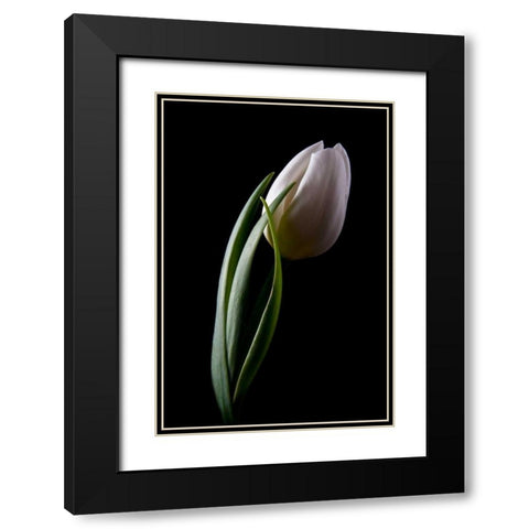 Tulips III Black Modern Wood Framed Art Print with Double Matting by McNemar, C. Thomas