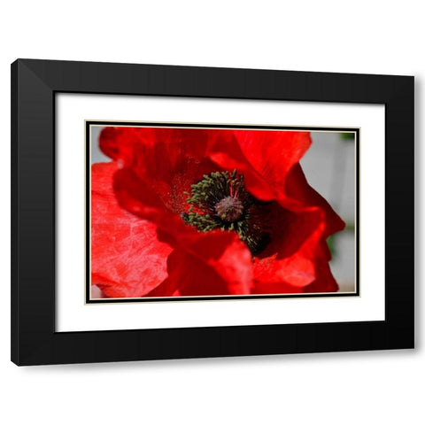 Red Poppy I Black Modern Wood Framed Art Print with Double Matting by Moore, Brian