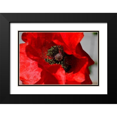 Red Poppy I Black Modern Wood Framed Art Print with Double Matting by Moore, Brian