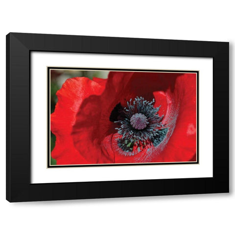Red Poppy II Black Modern Wood Framed Art Print with Double Matting by Moore, Brian