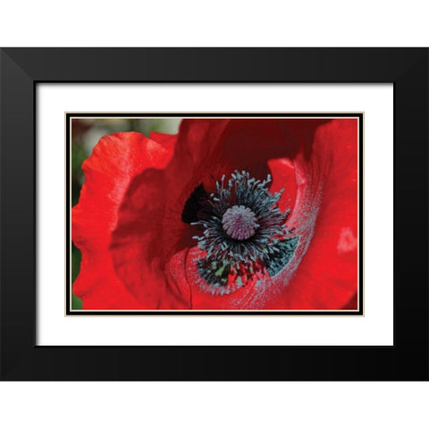 Red Poppy II Black Modern Wood Framed Art Print with Double Matting by Moore, Brian