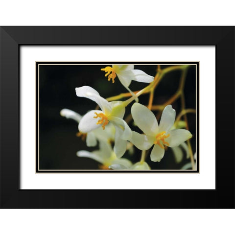 White Orchids II Black Modern Wood Framed Art Print with Double Matting by Moore, Brian