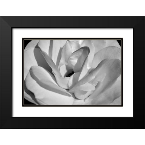 Macro Flower I Black Modern Wood Framed Art Print with Double Matting by Moore, Brian