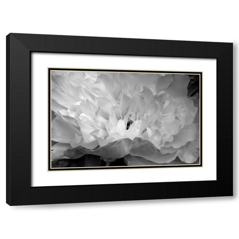 Macro Flower II Black Modern Wood Framed Art Print with Double Matting by Moore, Brian