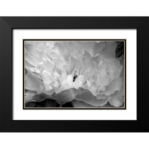 Macro Flower II Black Modern Wood Framed Art Print with Double Matting by Moore, Brian