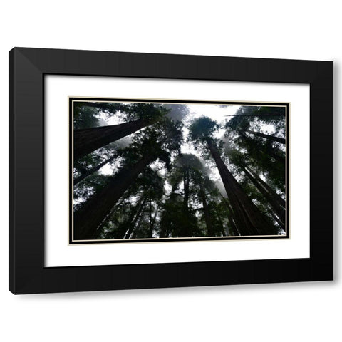 Redwoods I Black Modern Wood Framed Art Print with Double Matting by Moore, Brian