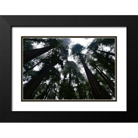 Redwoods I Black Modern Wood Framed Art Print with Double Matting by Moore, Brian