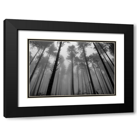 Redwoods II Black Modern Wood Framed Art Print with Double Matting by Moore, Brian
