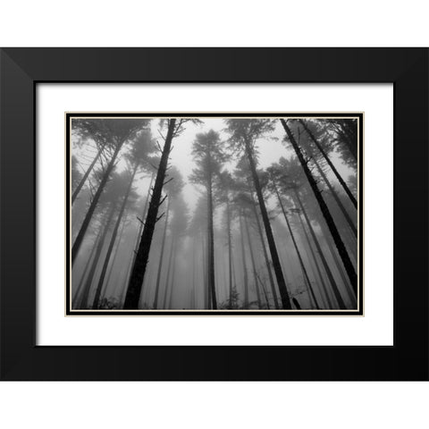 Redwoods II Black Modern Wood Framed Art Print with Double Matting by Moore, Brian