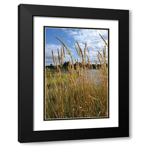 Through the Grass I Black Modern Wood Framed Art Print with Double Matting by Moore, Brian