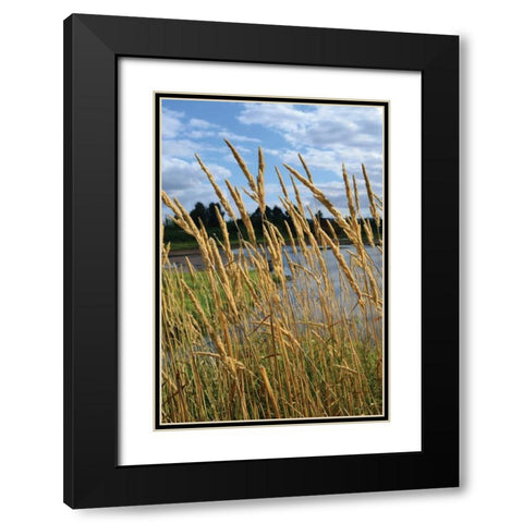 Through the Grass II Black Modern Wood Framed Art Print with Double Matting by Moore, Brian