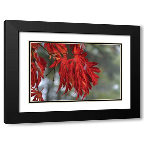 Red Leaves Black Modern Wood Framed Art Print with Double Matting by Moore, Brian