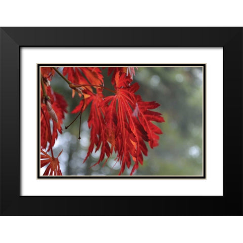 Red Leaves Black Modern Wood Framed Art Print with Double Matting by Moore, Brian