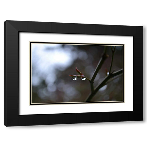 Dew Drops Black Modern Wood Framed Art Print with Double Matting by Moore, Brian