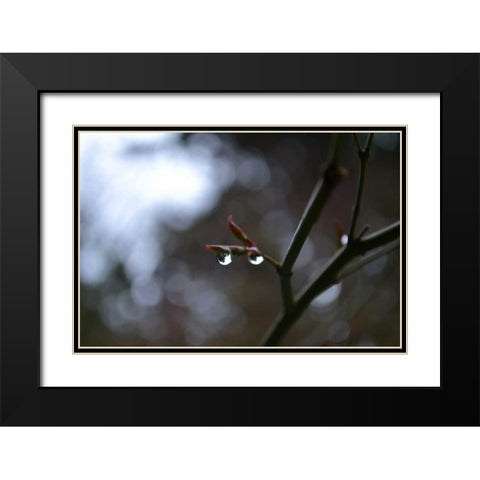 Dew Drops Black Modern Wood Framed Art Print with Double Matting by Moore, Brian
