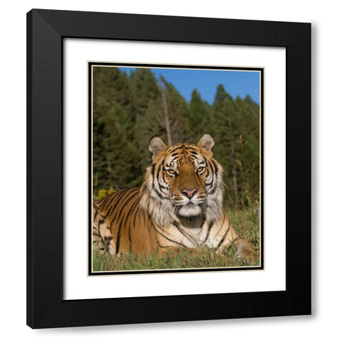 Subtle Beauty Black Modern Wood Framed Art Print with Double Matting by Parker, Susann