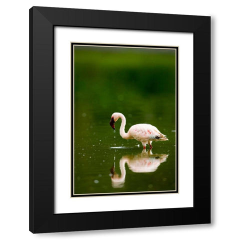 Pink Reflection Black Modern Wood Framed Art Print with Double Matting by Parker, Susann