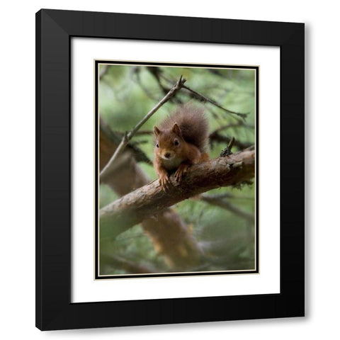 Woodland Essentials Black Modern Wood Framed Art Print with Double Matting by Parker, Susann