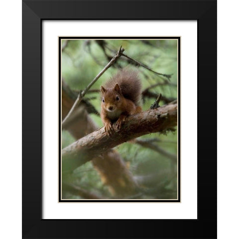Woodland Essentials Black Modern Wood Framed Art Print with Double Matting by Parker, Susann