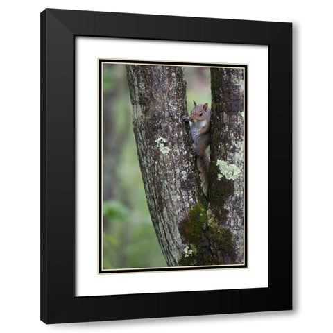 Squirreling Around Black Modern Wood Framed Art Print with Double Matting by Parker, Susann