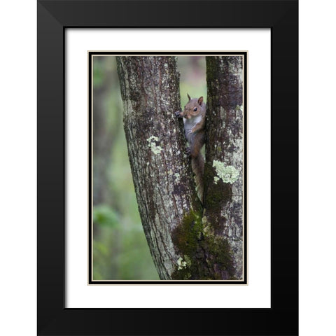 Squirreling Around Black Modern Wood Framed Art Print with Double Matting by Parker, Susann