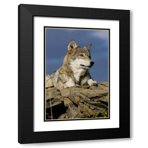 The Wolf King Black Modern Wood Framed Art Print with Double Matting by Parker, Susann