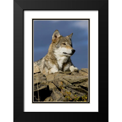 The Wolf King Black Modern Wood Framed Art Print with Double Matting by Parker, Susann