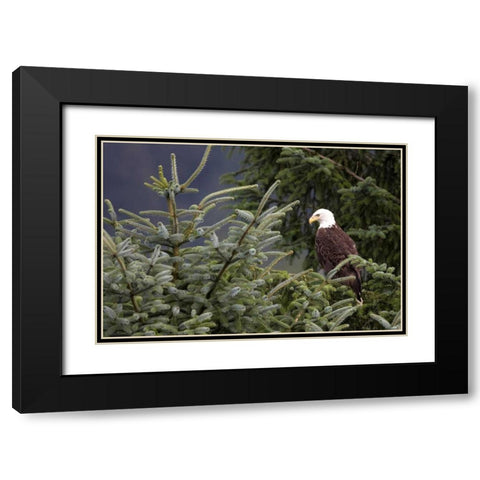 Americas Bird Black Modern Wood Framed Art Print with Double Matting by Parker, Susann